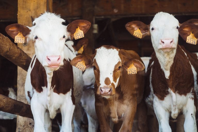 Powerful Documentaries that explore the World of Meat | AVVY