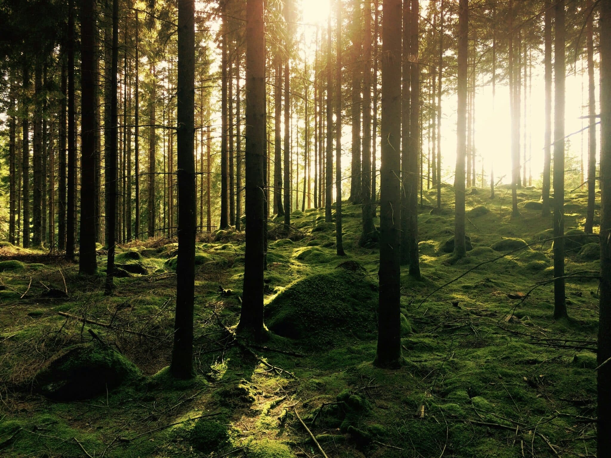 Credit Gustav Gullstrand Via Unsplash